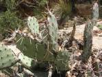 Opuntia caesia, Crozier, AZ