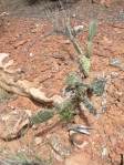 Opuntia caesia, near Cane Beds, AZ