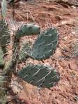 Opuntia caesia, near Cane Beds, AZ