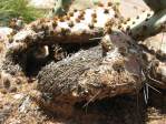 Opuntia caesia, near Cane Beds, AZ