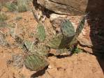 Opuntia caesia, near Cane Beds, AZ