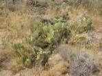 Opuntia caeasia, KIngman, AZ