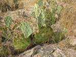 Opuntia caeasia, KIngman, AZ