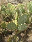 Opuntia caeasia, KIngman, AZ