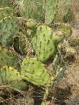 Opuntia caeasia, KIngman, AZ