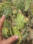 Opuntia caeasia, KIngman, AZ