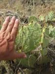 Opuntia caeasia, KIngman, AZ