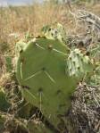 Opuntia caeasia, KIngman, AZ