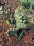 Opuntia caesia, near Rockville, UT