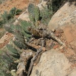 Opuntia caesia, near Cane beds, AZ