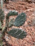 Opuntia caesia, near Cane beds, AZ