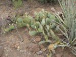 Opuntia caesia, near Crozier, AZ