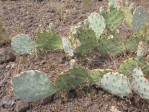 Opuntia caesia, near Crozier, AZ