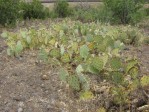 Opuntia caesia, near Crozier, AZ