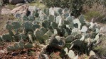 Opuntia caesia, near St. George, UT