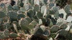 Opuntia caesia, near St. George, UT