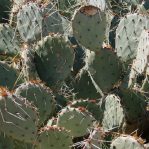 Opuntia caesia, Nancy Hussey