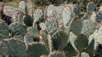 Opuntia caesia, near St. George, UT