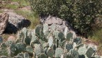 Opuntia caesia, near St. George, UT