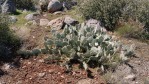 Opuntia caesia, near St. George, UT