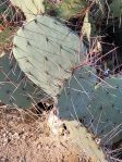 Opuntia caesia, Nancy Hussey