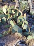 Opuntia caesia, Nancy Hussey