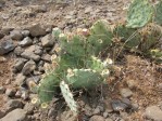 Opuntia caesia, near Crozier, AZ