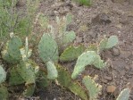 Opuntia caesia, near Crozier, AZ