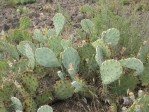 Opuntia caesia, near Crozier, AZ