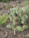 Opuntia caesia, near Crozier, AZ