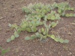 Opuntia caesia, near Crozier, AZ