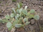 Opuntia caesia, near Crozier, AZ