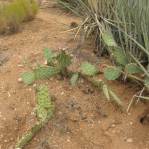 Opuntia caesia, Hackberry, AZ