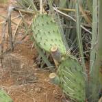 Opuntia caesia, Hackberry, AZ