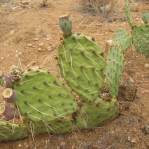 Opuntia caesia, Hackberry, AZ