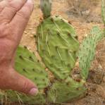 Opuntia caesia, Hackberry, AZ