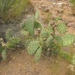 Opuntia caesia, Hackberry, AZ