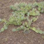 Opuntia caesia, Crozier, AZ