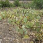 Opuntia caesia, Crozier, AZ