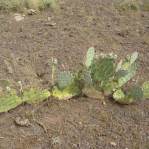 Opuntia caesia, Crozier, AZ