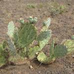 Opuntia caesia, Crozier, AZ