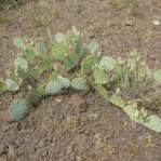 Opuntia caesia, Crozier, AZ