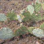 Opuntia caesia, Crozier, AZ