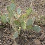 Opuntia caesia, Crozier, AZ