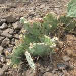 Opuntia caesia, Crozier, AZ