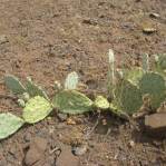 Opuntia caesia, Crozier, AZ