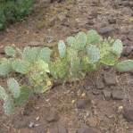 Opuntia caesia, Crozier, AZ