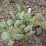 Opuntia caesia, Crozier, AZ