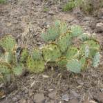 Opuntia caesia, Crozier, AZ