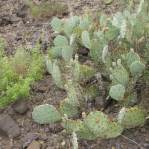 Opuntia caesia, Crozier, AZ